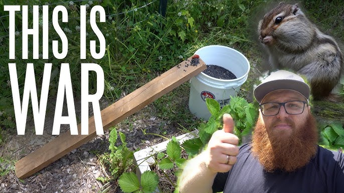 Chipmunk easily escapes the 5-gallon bucket trap 1080p 