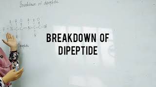 1.4 Protein- Breakdown of Dipeptide