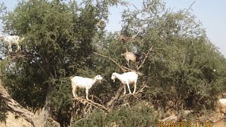 Марокканские козы на аргановых деревьях / Moroccan goats on argan trees. 2013