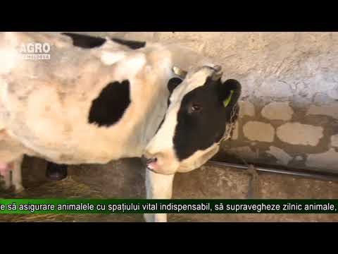 Video: Cum să ajuți animalele iarna: recomandări, caracteristici de hrănire și îngrijire