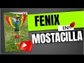 FENIX  EN MOSTACILLA CHECA PASO A PASO part 10