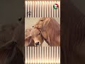 হাটে লাখ টাকার গরুর ঝড় 😳