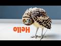 I think my owl is broken... | Funny Bird Compilation
