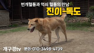 #개구경tv #토종진도견 #토종진돗개 #진돗개 #진도견 #토종견 #국견 #우리개 #진돗개황구 #진이와독도 영상입니다.