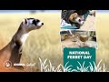 National Ferret Day with Mutual of Omaha&#39;s Wild Kingdom and Cheyenne Mountain Zoo