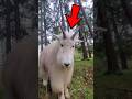 The Truth About Fainting Goats 😳