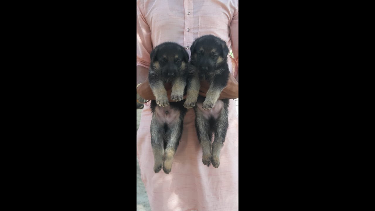 German Shepherd puppies for sale in Delhi - YouTube