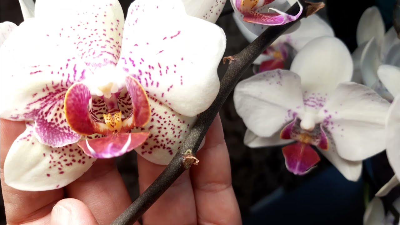 My World of Orchids...and a bit more: yellow speckled phalaenopsis