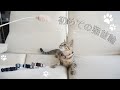 子猫、初めての猫首輪に挑戦！セーフティバックルを買ったつもりが・・？