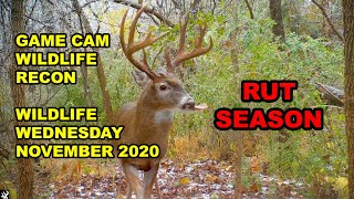 Trail Cam Compilation November 2020 #trailcam #gamecam
