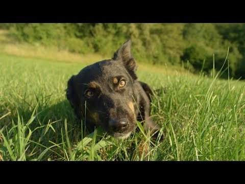 Video: Toxicosis Por Veneno De Sapo En Gatos