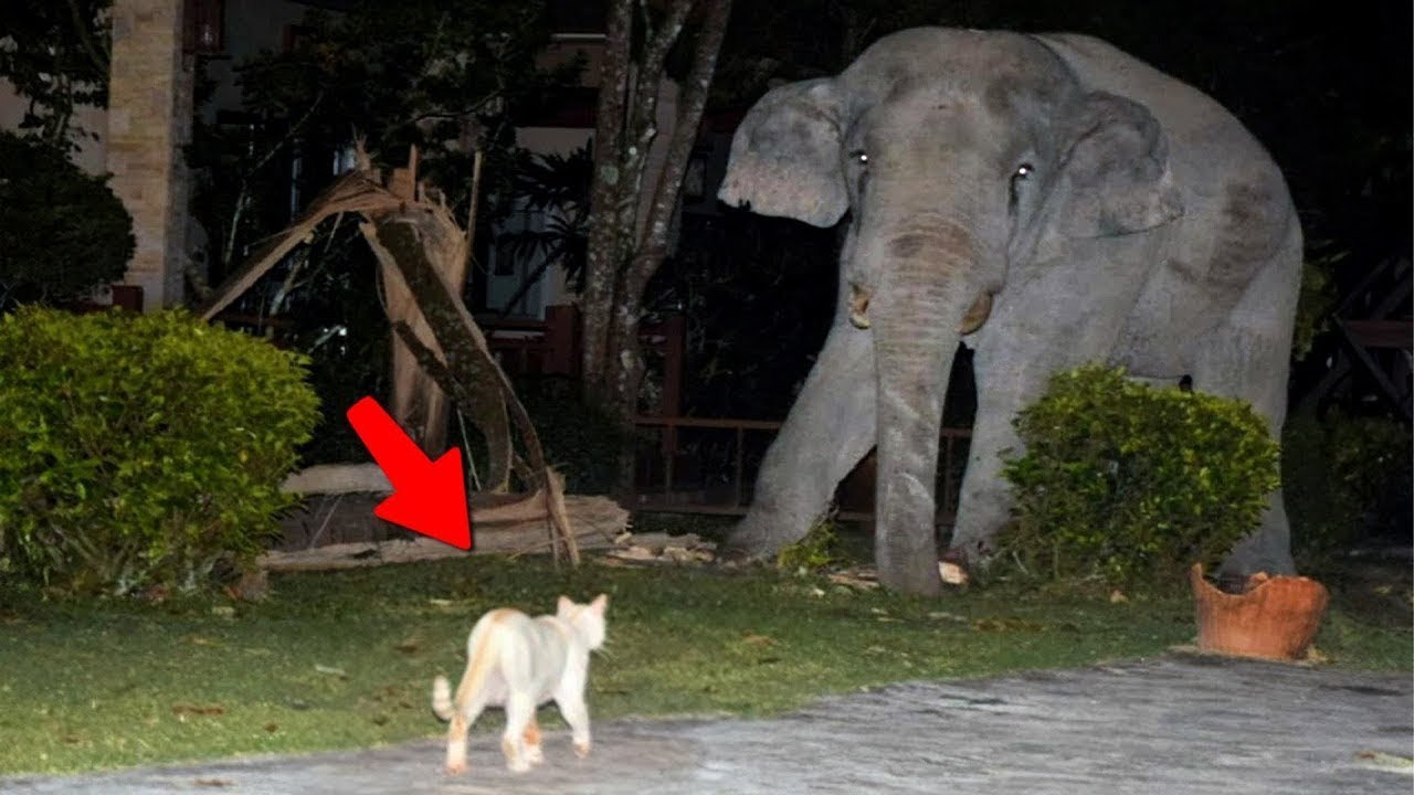 Quand Les Chats Énervés Affrontent Les Animaux Sauvages !