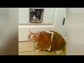 kids vs animals Funny Cats Destroying Everything On Their Way! - Prepare To Laugh Super Hard!