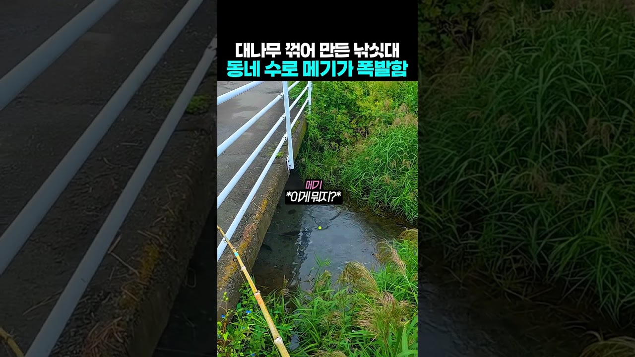 대나무 꺾어 만든 낚싯대 동네 수로 메기가 폭발함
