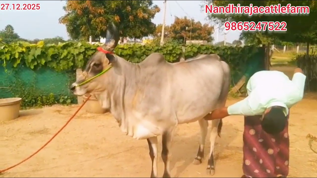 விற்பனைக்கு 2 பல் தலையீத்து மயிலை கிடாரி உள்ளது.9865247522,9842347522.