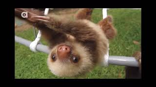 What does a sloth say