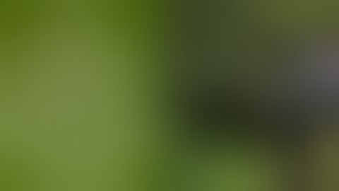 Trinidad Police Uproot Plants Worth $763,000 TT