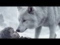 MOMOTARO – Episode 02: 「狼に育てられし者("Raised by Wolves" )」 | Dark Fantasy Short Film