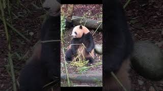 大熊猫梅兰肉肉今天的优雅吃播视频。panda meilan rourou eating new video today.#panda #판다 #大熊猫 #大熊猫梅兰肉肉#梅兰肉肉#meilan#zoo