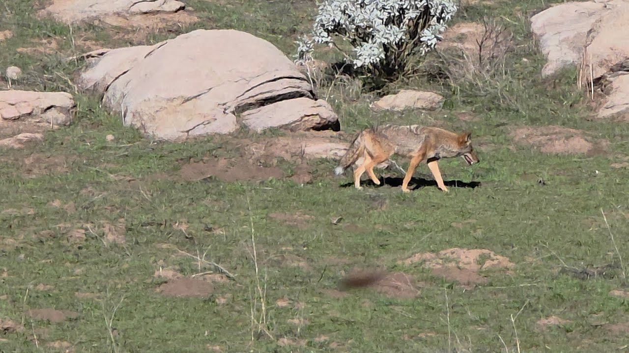 Entre collateral y burros