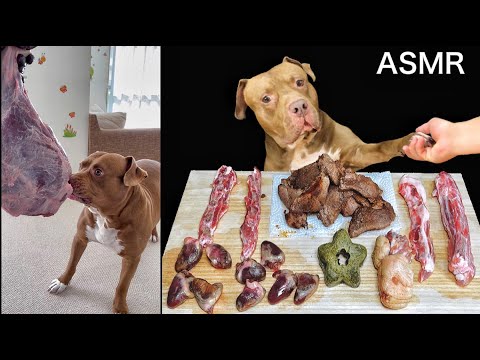 【脳がとろけるASMR】貴重な肉を豪快に食べるピットブル