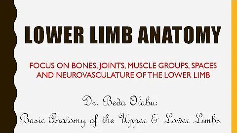 ANATOMY OF THE LIMBS PART 1 - OVERVIEW OF LOWER LIMB ANATOMY