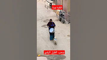 الكلبة لوزة بترقص ع الطبل البلدي عامل اذاعه لوحدي 