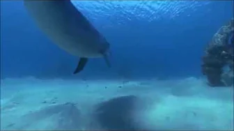 ENIGMA - THE DREAM OF THE DOLPHIN ENIGMA - THE DREAM OF THE DOLPHIN