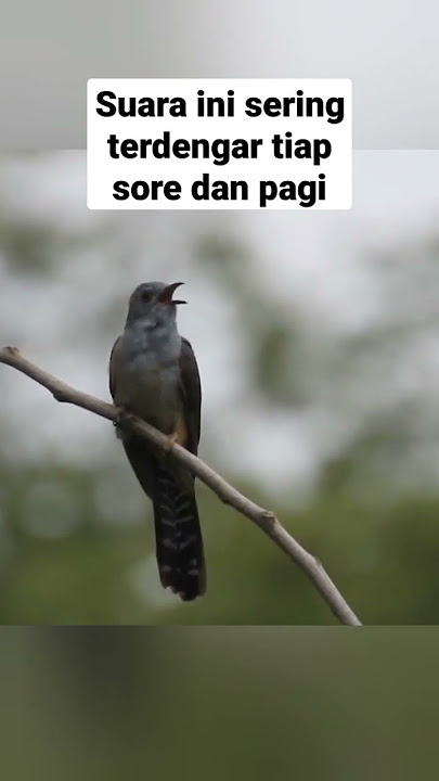 Suara yang sering terdengar tapi jarang terlihat | Burung Wiwik Kelabu