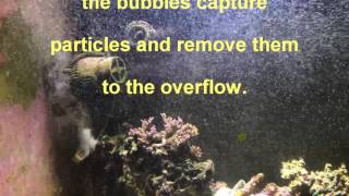 Microbubble Scrubbing to improve tank clarity.
