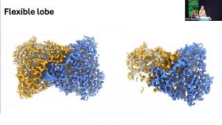 Single particle cryoEM at the Midlands Regional CryoEM Facility | Emma Hesketh (Leicester)