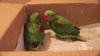 Alexander baby parrot | parrot | male female me difference | parrot feeding |