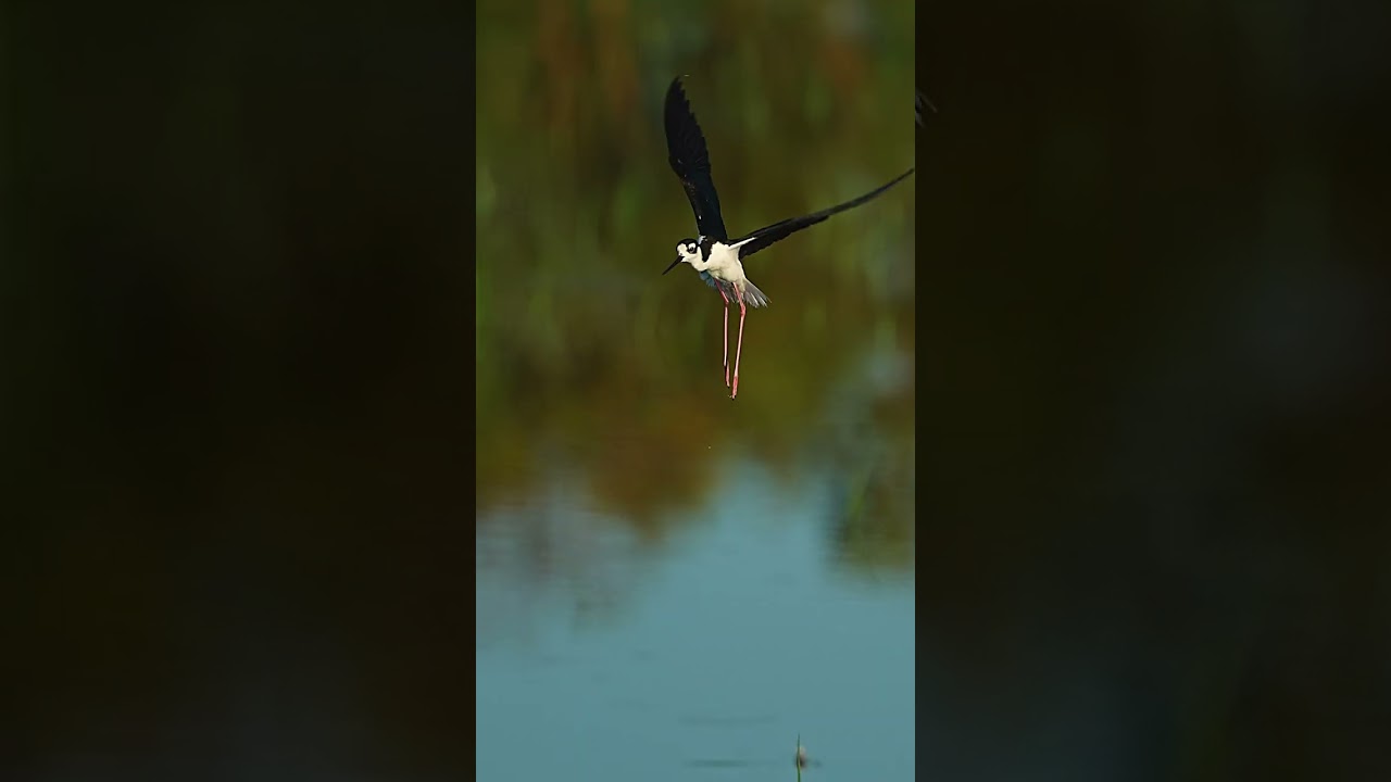 stilt in slow motion