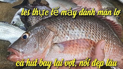 máy kích cá nước mặn | kích cá nước mặn mùa cá hồng sáp ,cá bay lại vợt ,hút nổi đẹp