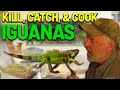 Catch Clean Cook Iguana