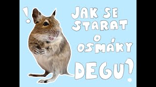 Jak se správně starat o osmáky degu