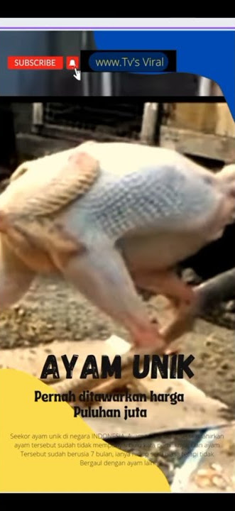 AYAM UNIK Tanpa Bulu Ditawarkan Puluhan juta#viral #beritaterkini