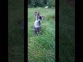 🐇🎶Music Her - The American Dawn - Wild Rabbits #music #song #her #theamericandawn #rabbits