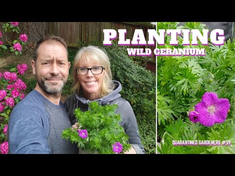 فيديو: رعاية Carolina Cranesbill: كيفية زراعة نباتات Carolina Geranium