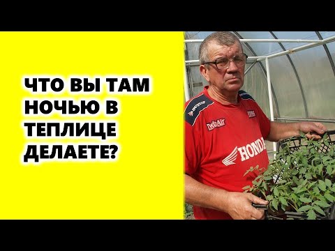 Video: Tomatite ussid: näpunäiteid nende tomatisöömise usside tõrjeks