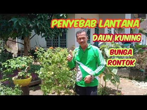 Penyebab daun LANTANA menguning dan enggan berbunga dan cara mengatasinya