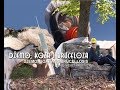 Demo koza i bruceloza  djemo goat and brucellosis trailer by nisvet hrustic