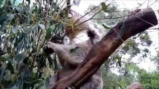 Download Lagu Koala Lagi Makan. Namanya Dindi Download Lagu Koala Lagi Makan. Namanya Dindi
