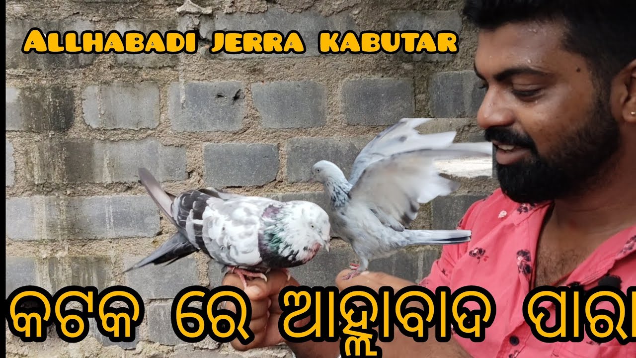 Asantu bhai mane allhabadi jiria para souk kariba@JAPUARABPETVLOG 
