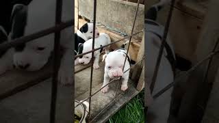 funny dogs compilation 🤣😂😂😂#307 (Dogo Argentino 🇦🇷)!!!🔥🔥🔥 #animals #cute #dog #dogoargentino by Doggy Lands No views 11 months ago 2 minutes, 6 seconds