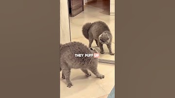 Do Cats Recognize Themselves In The Mirror?