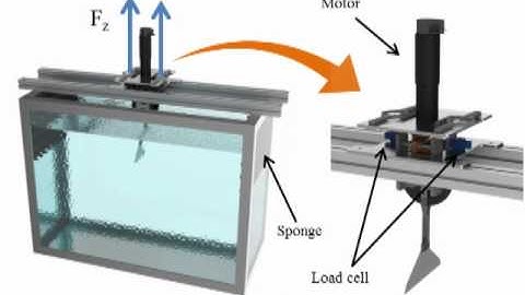 Robotic Fish with a compliant fin