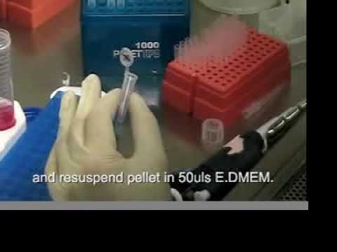 Mouse Adrenal Chromaffin Cell Isolation