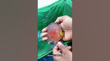 Premium Discus Fish #short #shorts #discus #fish #channel #cute #mumbai #update #reels