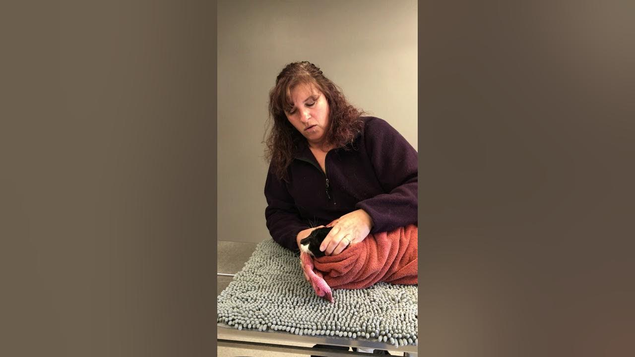 How to Wrap Your Cat for Pilling & Nail Trims YouTube